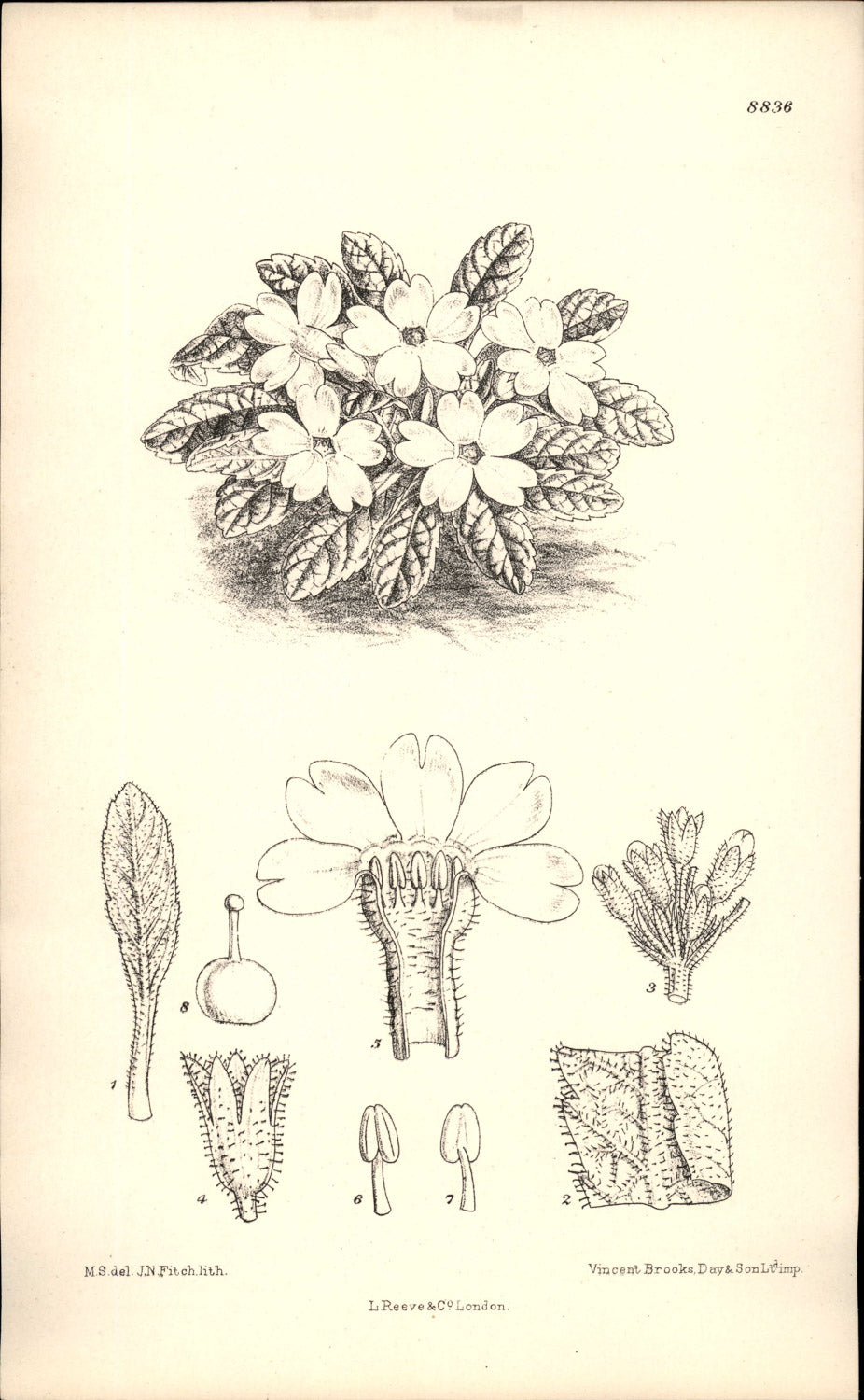 Curtis Botanical – Plate 8836 – Cushion Primrose