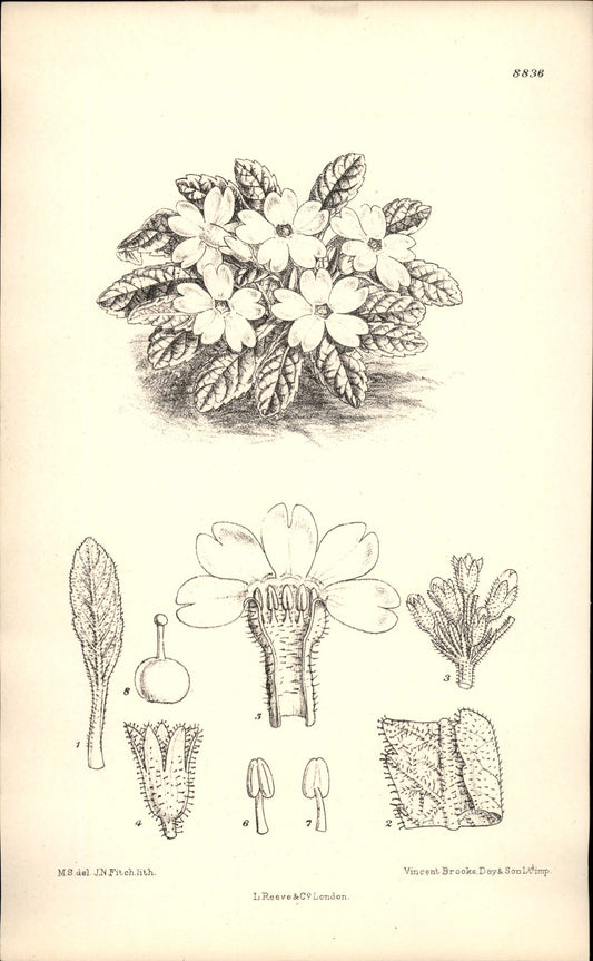 Curtis Botanical – Plate 8836 – Cushion Primrose