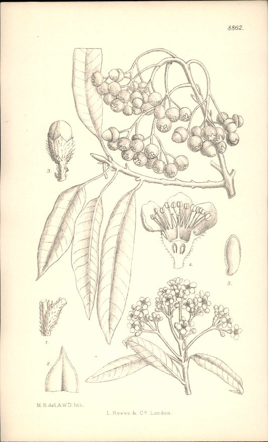 Curtis Botanical – Plate 8862 – Willow-leafed Stranvaesia