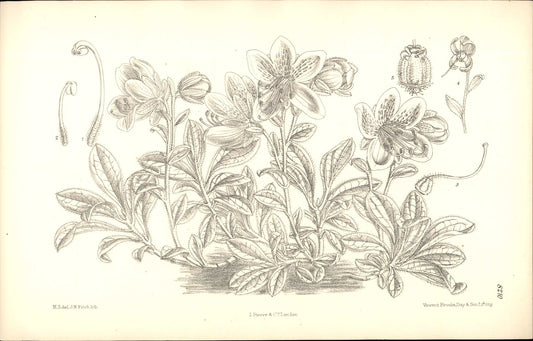 Curtis Botanical – Plate 8210 – Kamchatka Rhododendron / Pentsemon-leafed Rhododendron