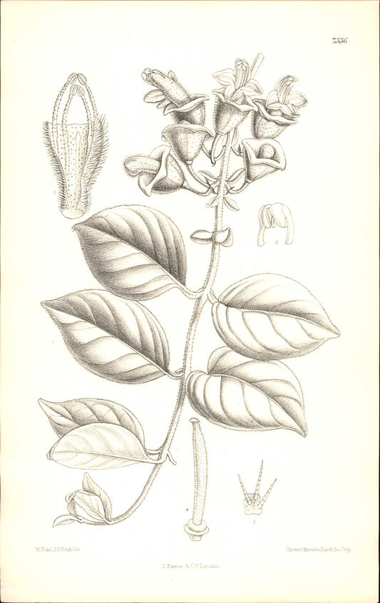 Curtis Botanical – Plate 7336 – —
