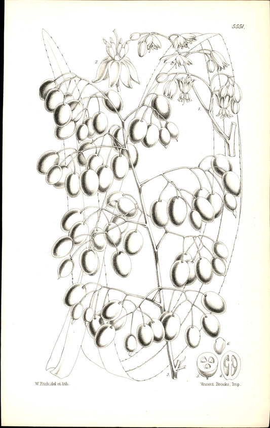 Curtis Botanical – Plate 5551 – Tasman Flax Lily / Tasmanian Blue Berry Lily