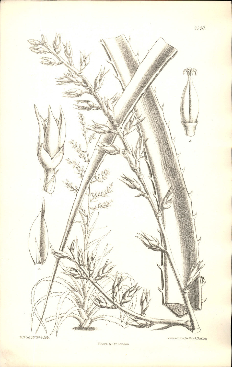 Curtis Botanical – Plate 7340 – Desmet's Dyckia