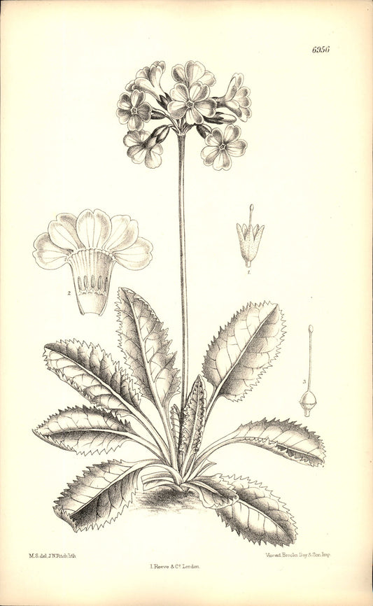 Curtis Botanical – Plate 6956 – Blunt-leafed Primrose / Tibetan Primula