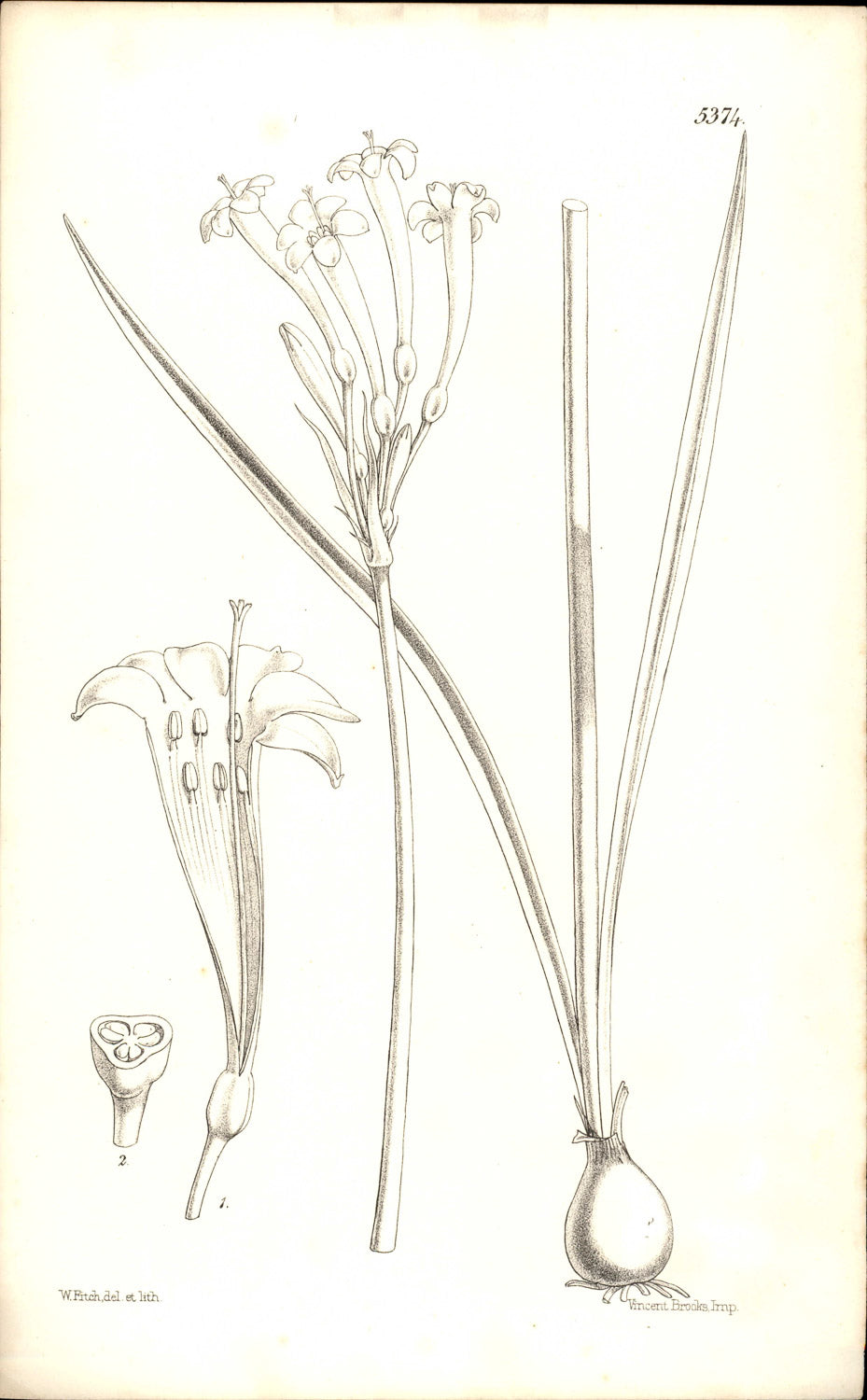 Curtis Botanical – Plate 5374 – Yellow Cyrtanthus / Pale Ifafa Lily