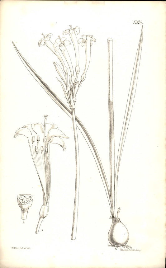 Curtis Botanical – Plate 5374 – Yellow Cyrtanthus / Pale Ifafa Lily