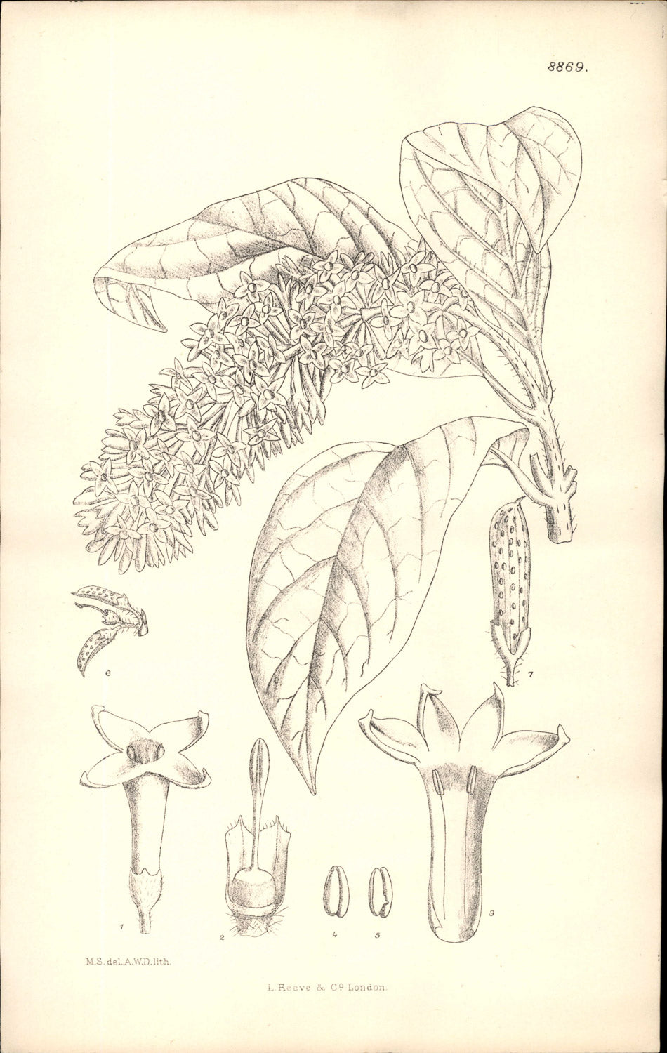 Curtis Botanical – Plate 8869 – Nodding Lilac / Reflexed Lilac