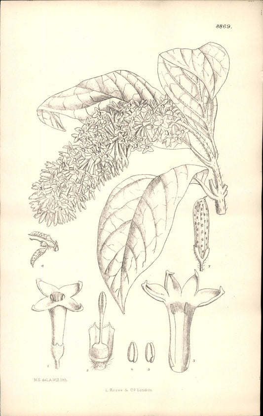 Curtis Botanical – Plate 8869 – Nodding Lilac / Reflexed Lilac
