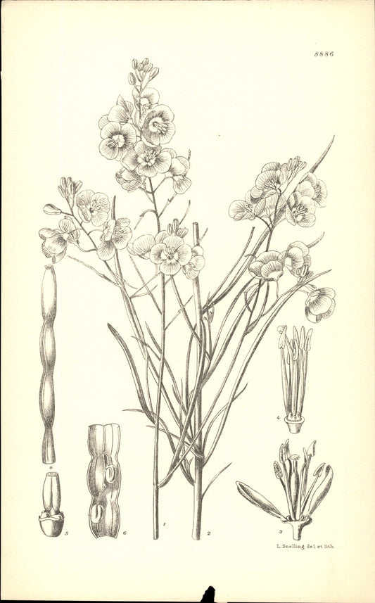 Curtis Botanical – Plate 8886 – —