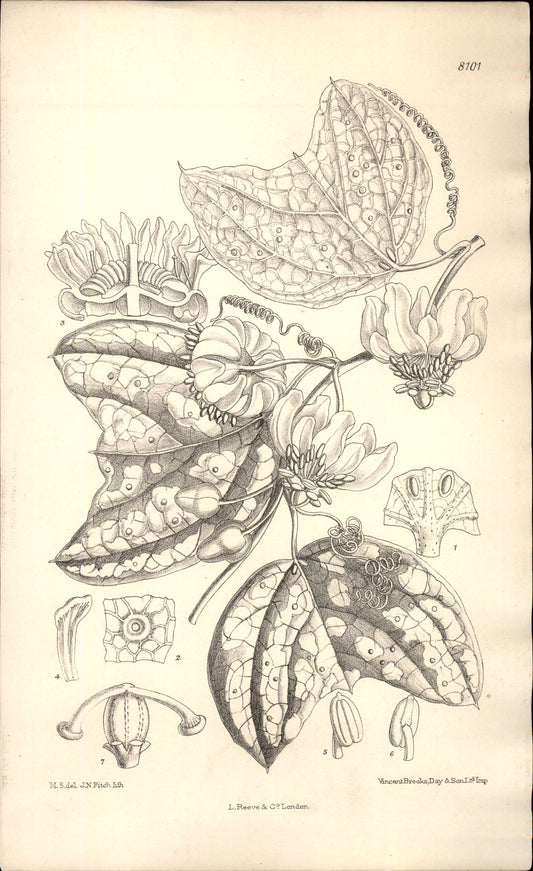 Curtis Botanical – Plate 8101 – Dotted Passion Flower