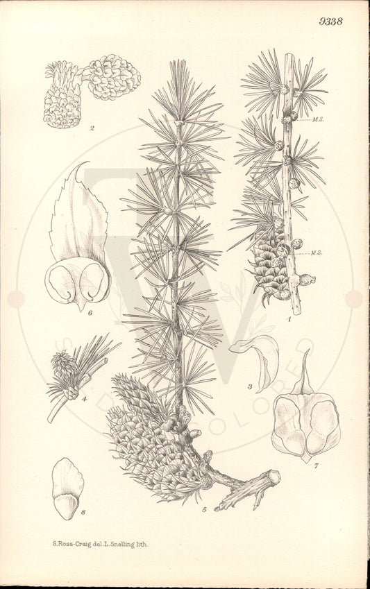 Plate 9338 - Larix potanini