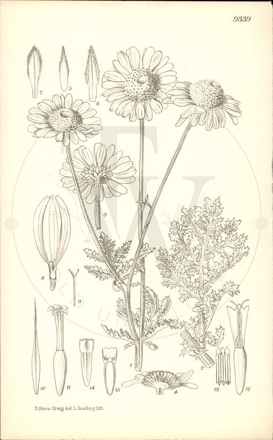 Plate 9339 - Anthemis sancti-johannis
