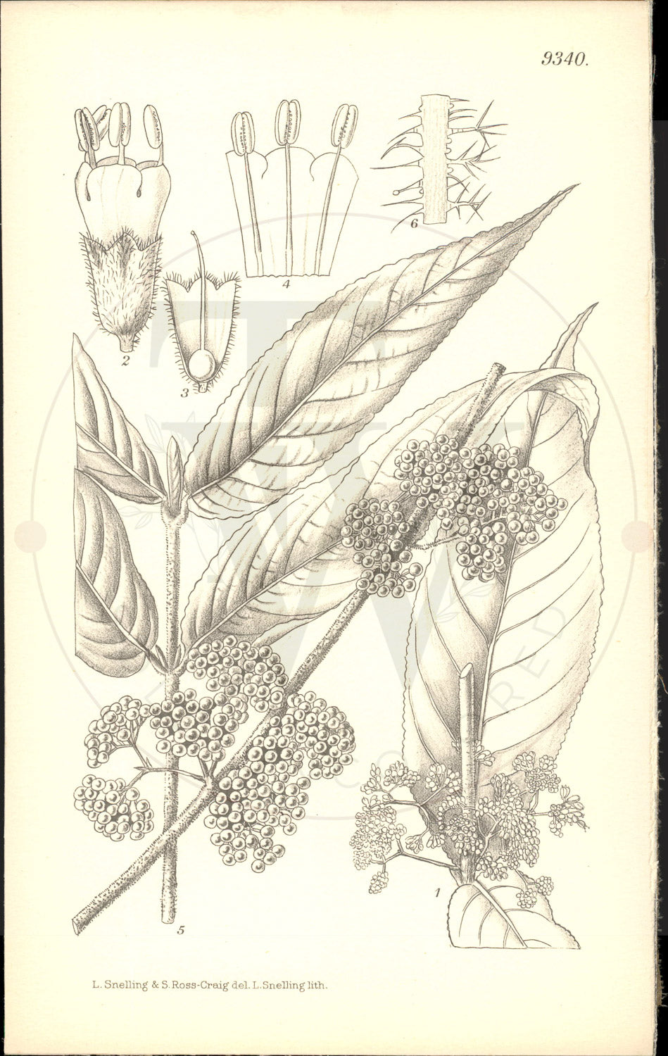 Plate 9340 - Callicarpa rubella