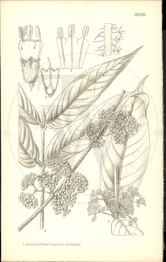 Plate 9340 - Callicarpa rubella