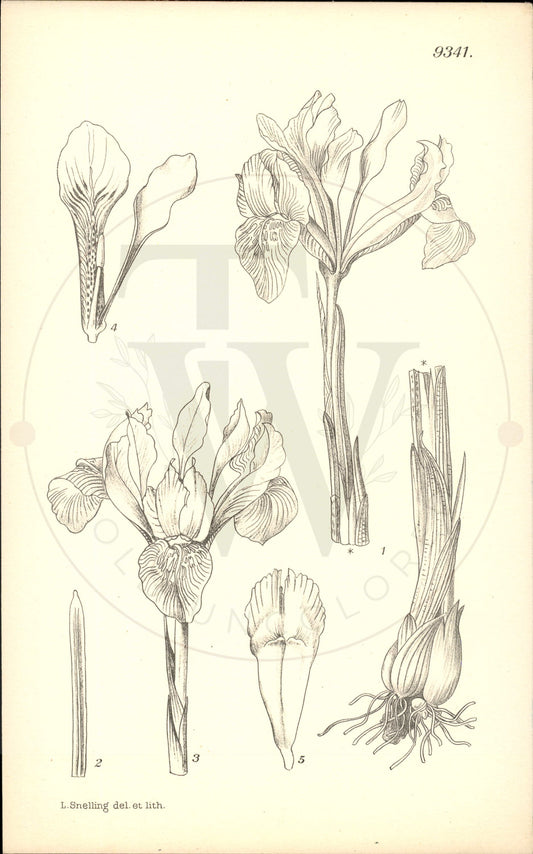 Plate 9341 - Iris histrioides