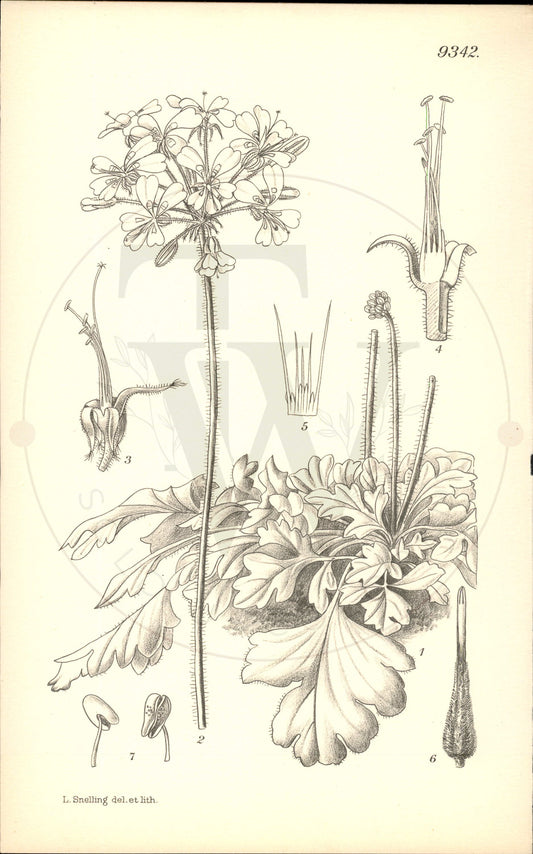 Plate 9342 - Pelargonium moniliforme