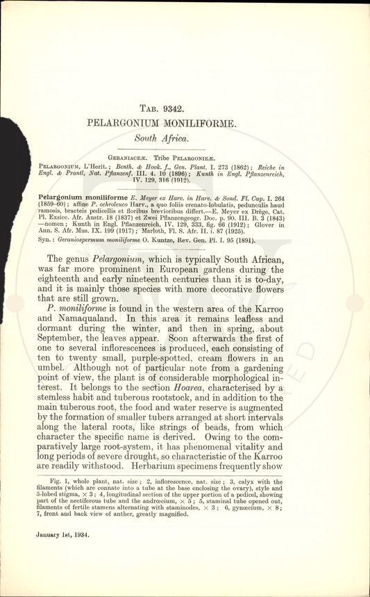 Plate 9342 - Pelargonium moniliforme