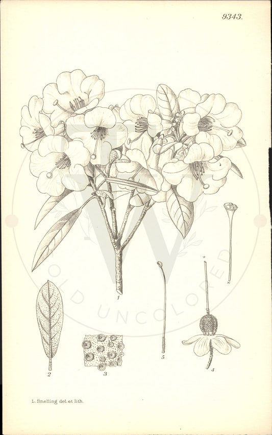 Plate 9343 - Rhododendron tephropeplum