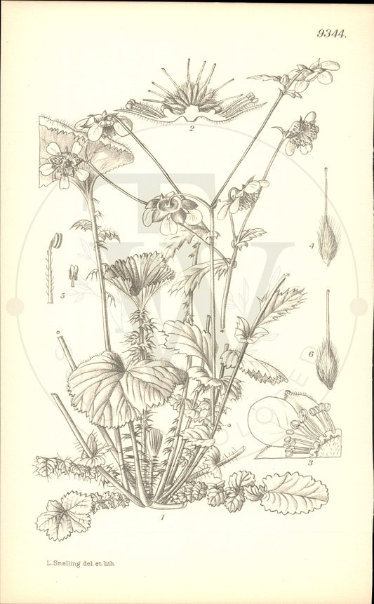 Plate 9344 - Geum versipatella
