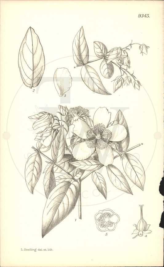 Plate 9345 - Hypericum kouytchense