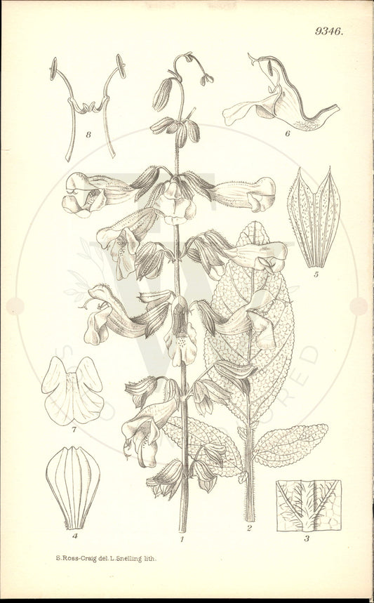 Plate 9346 - Salvia ringens