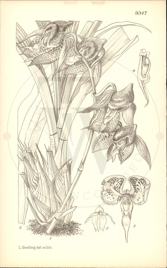 Plate 9347 - Catasetum maculatum