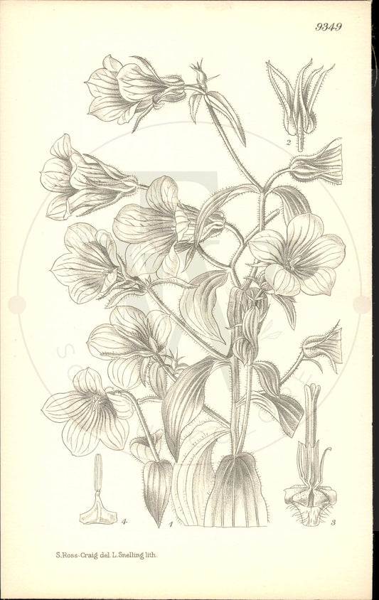 Plate 9349 - Campanula propinqua