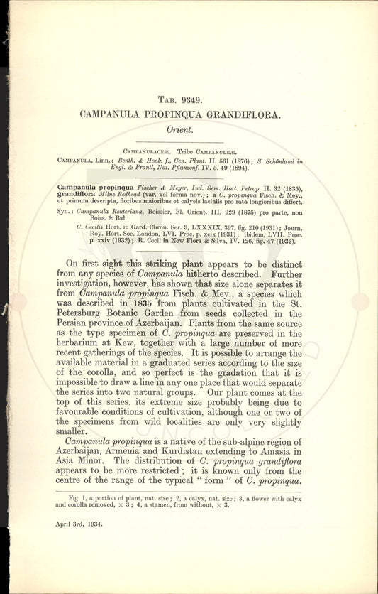 Plate 9349 - Campanula propinqua