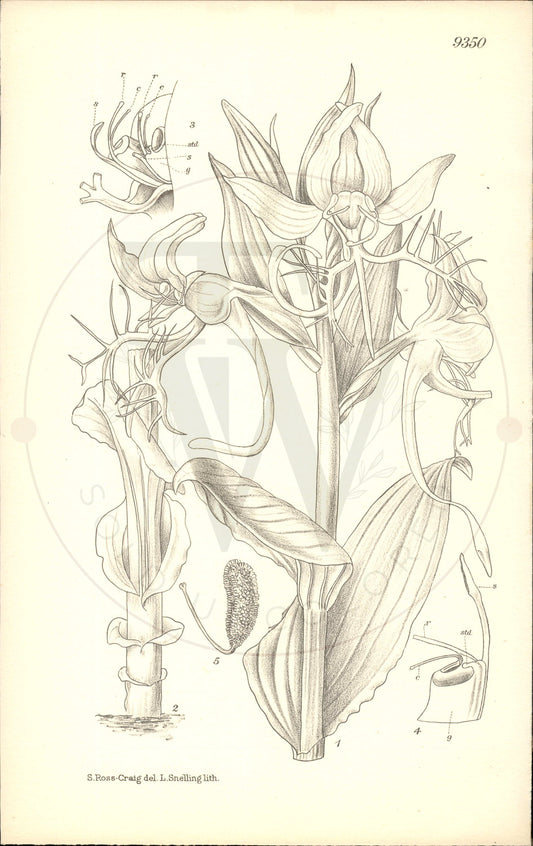 Plate 9350 - Habenaria splendens