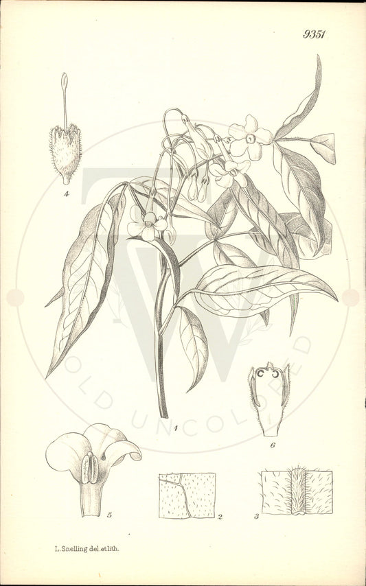 Plate 9351 - Jasminum farreri