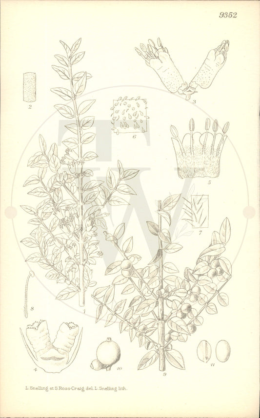 Plate 9352 - Lonicera nitida