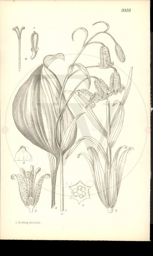 Plate 9353 - Fritillaria recurva
