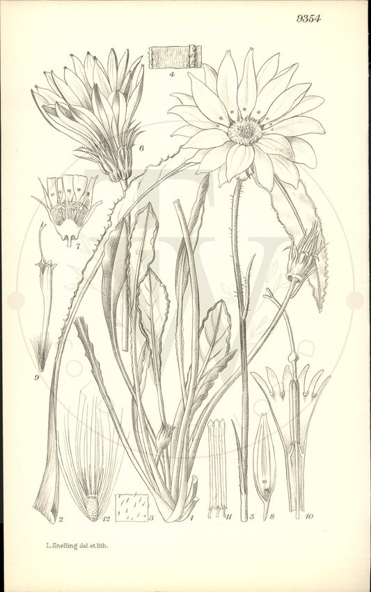 Plate 9354 - Gazania longiscapa