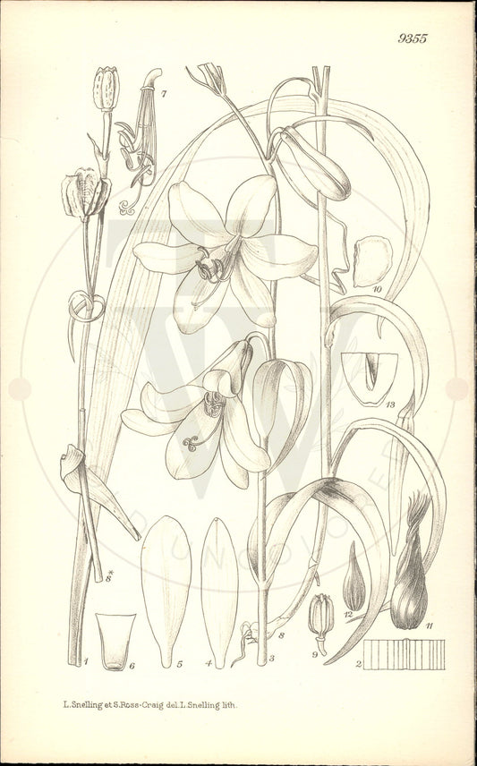 Plate 9355 - Notholirion macrophyllum