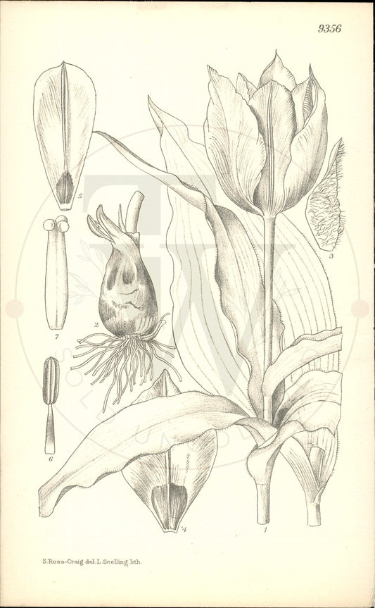 Plate 9356 - Tulipa stapfii