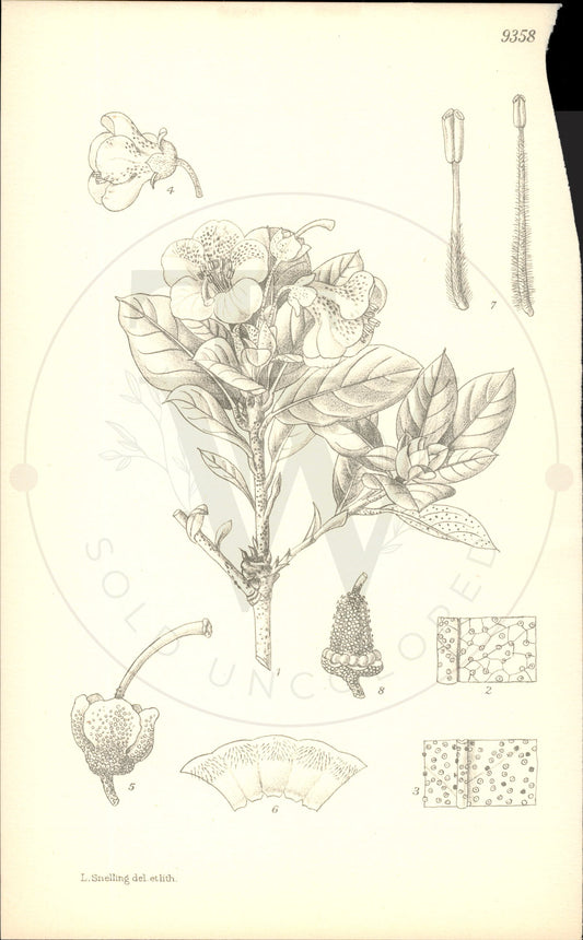 Plate 9358 - Rhododendron charitopes