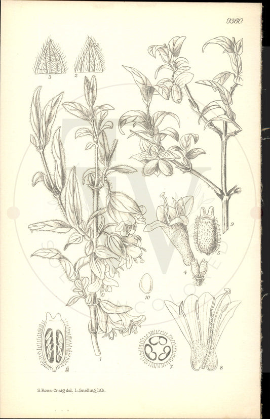 Plate 9360 - Lonicera hispida