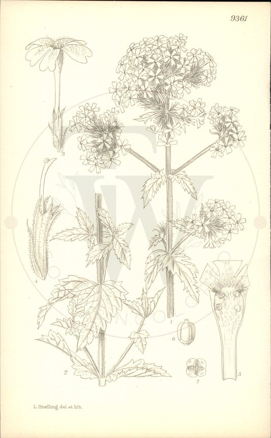 Plate 9361 - Verbena corymbosa