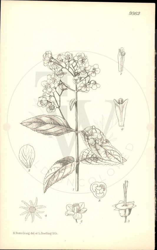 Plate 9362 - Deutzia rubens