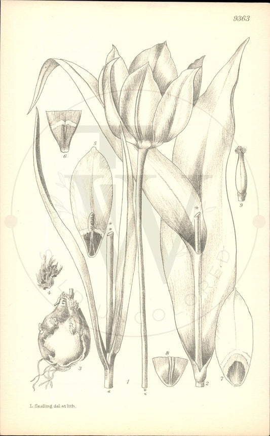 Plate 9363 - Tulipa cypria