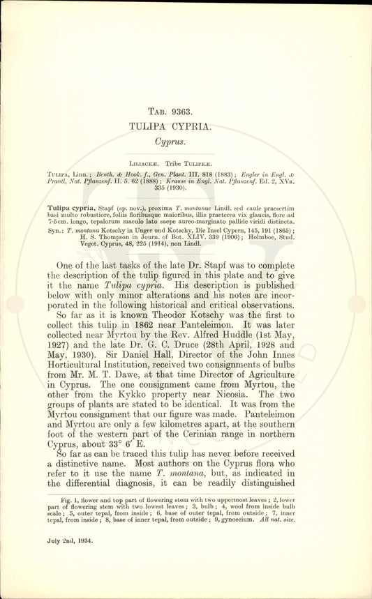 Plate 9363 - Tulipa cypria
