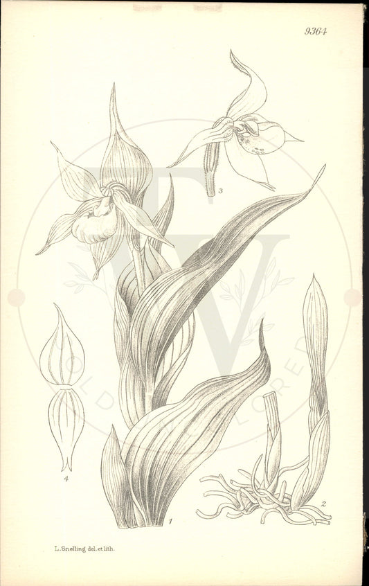 Plate 9364 - Cypripedium cordigerum