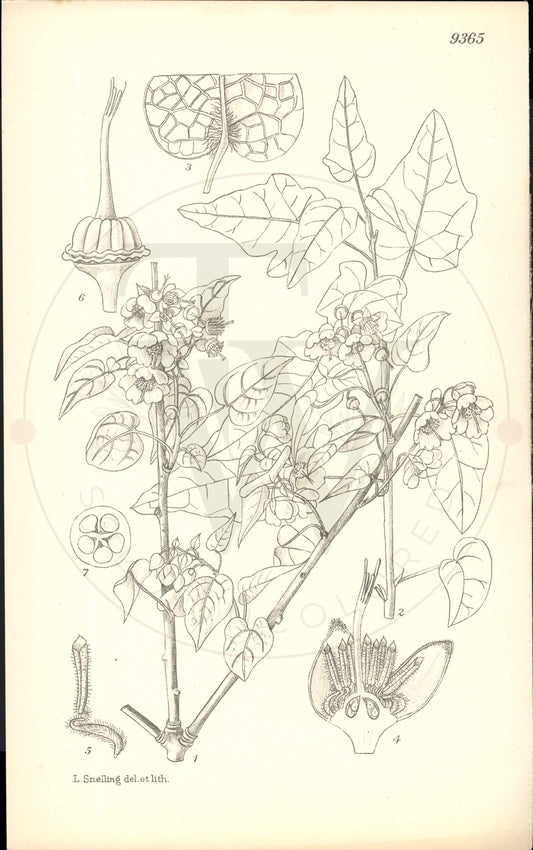 Plate 9365 - Vallea stipularis