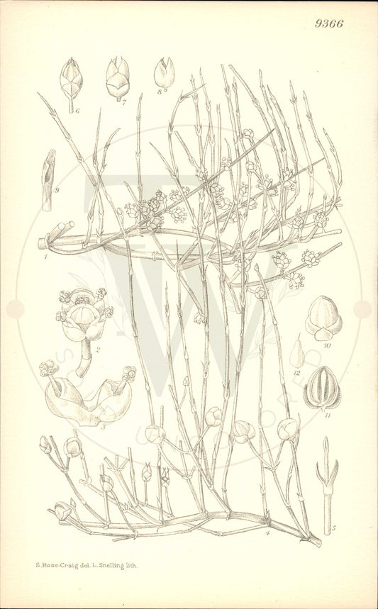 Plate 9366 - Ephedra viridis