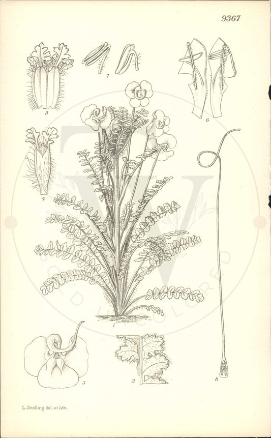 Plate 9367 - Pedicularis delavayi
