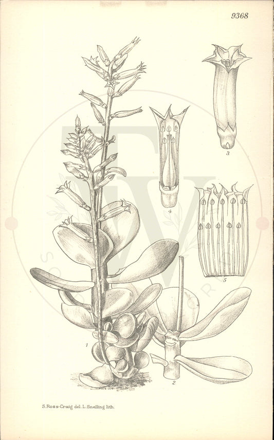 Plate 9368 - Cotyledon rotundifolia