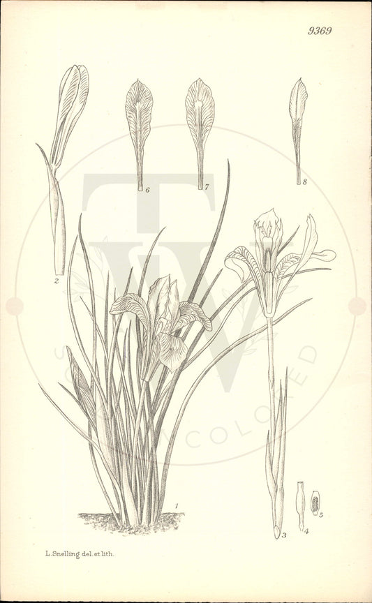 Plate 9369 - Iris cretensis