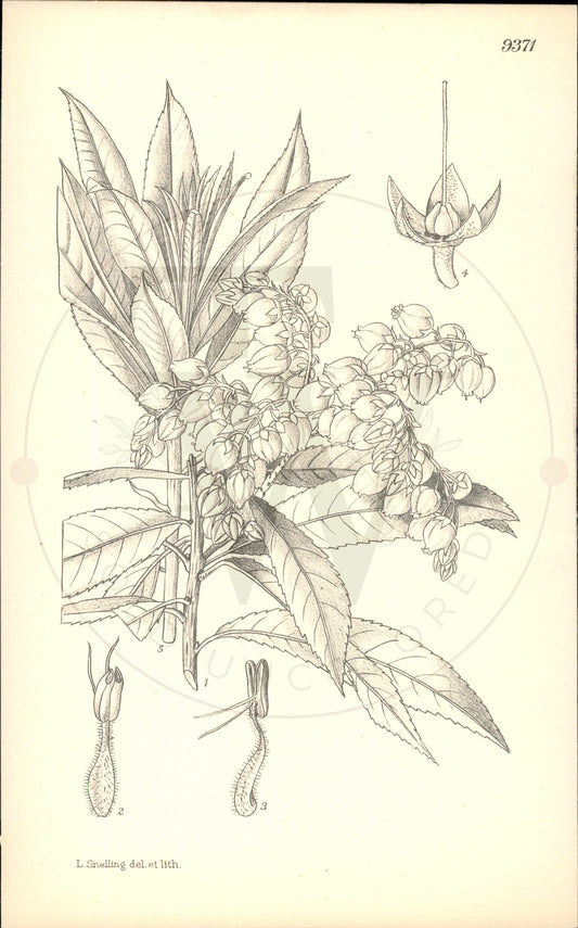 Plate 9371 - Pieris formosa