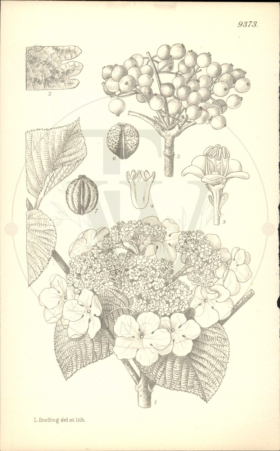 Plate 9373 - Viburnum alnifolium