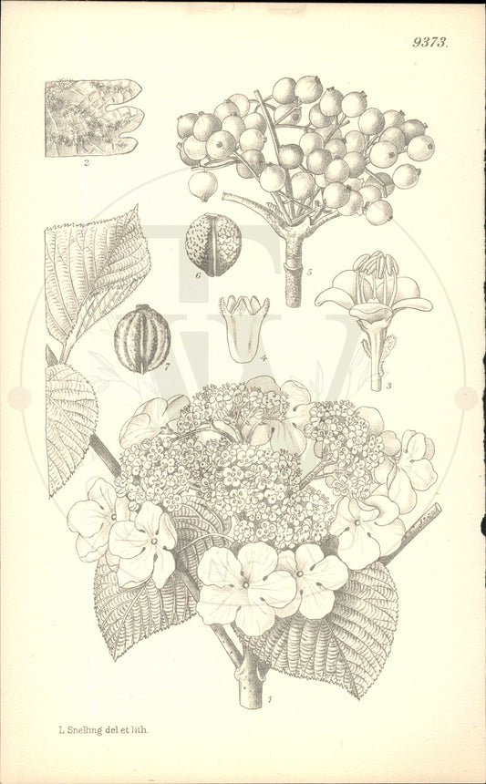 Plate 9373 - Viburnum alnifolium